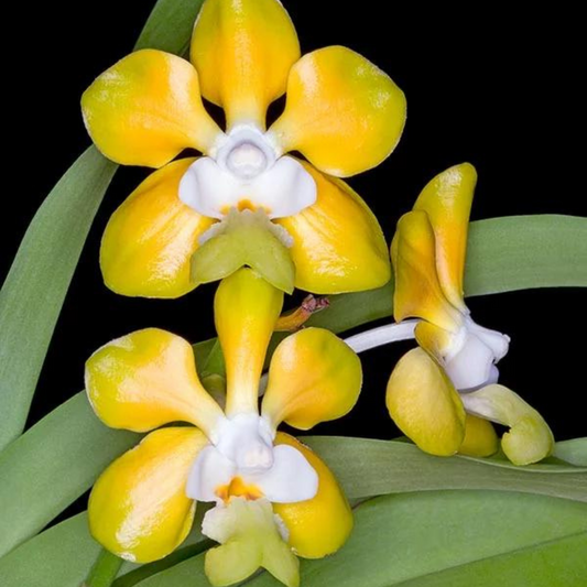 New Arrival Orchids – La Foresta Orchids