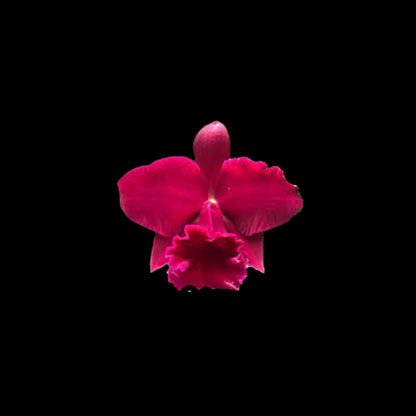 Cattleya Alliance: Rlc. Siao-Cing Beauty 'Red Rose'