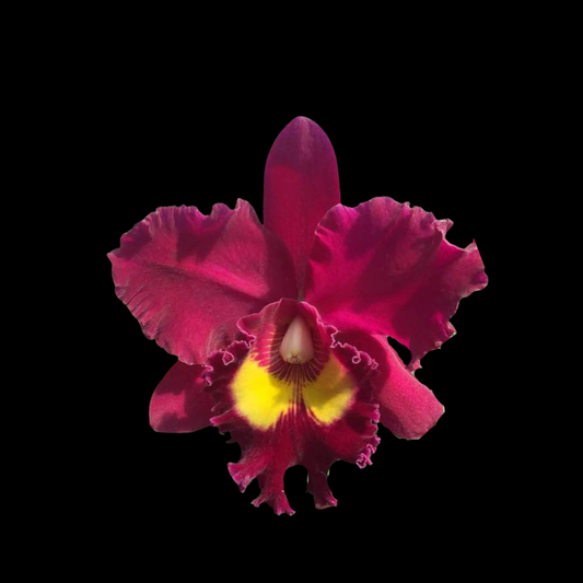 Cattleya Alliance: Blc. Sanyung Ruby 'Grand Dragon' AM/AOS