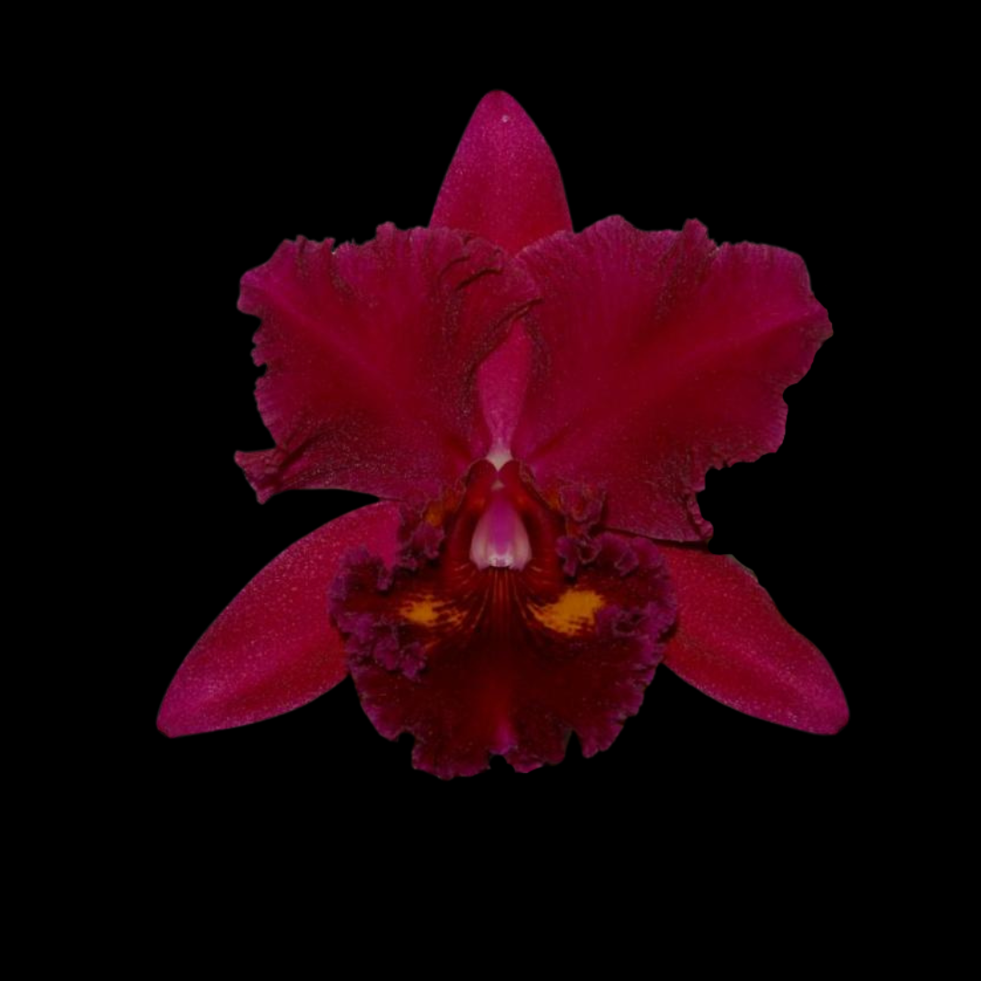 Cattleya Alliance: Blc. Sanyung Ruby 'Grand Dragon' AM/AOS