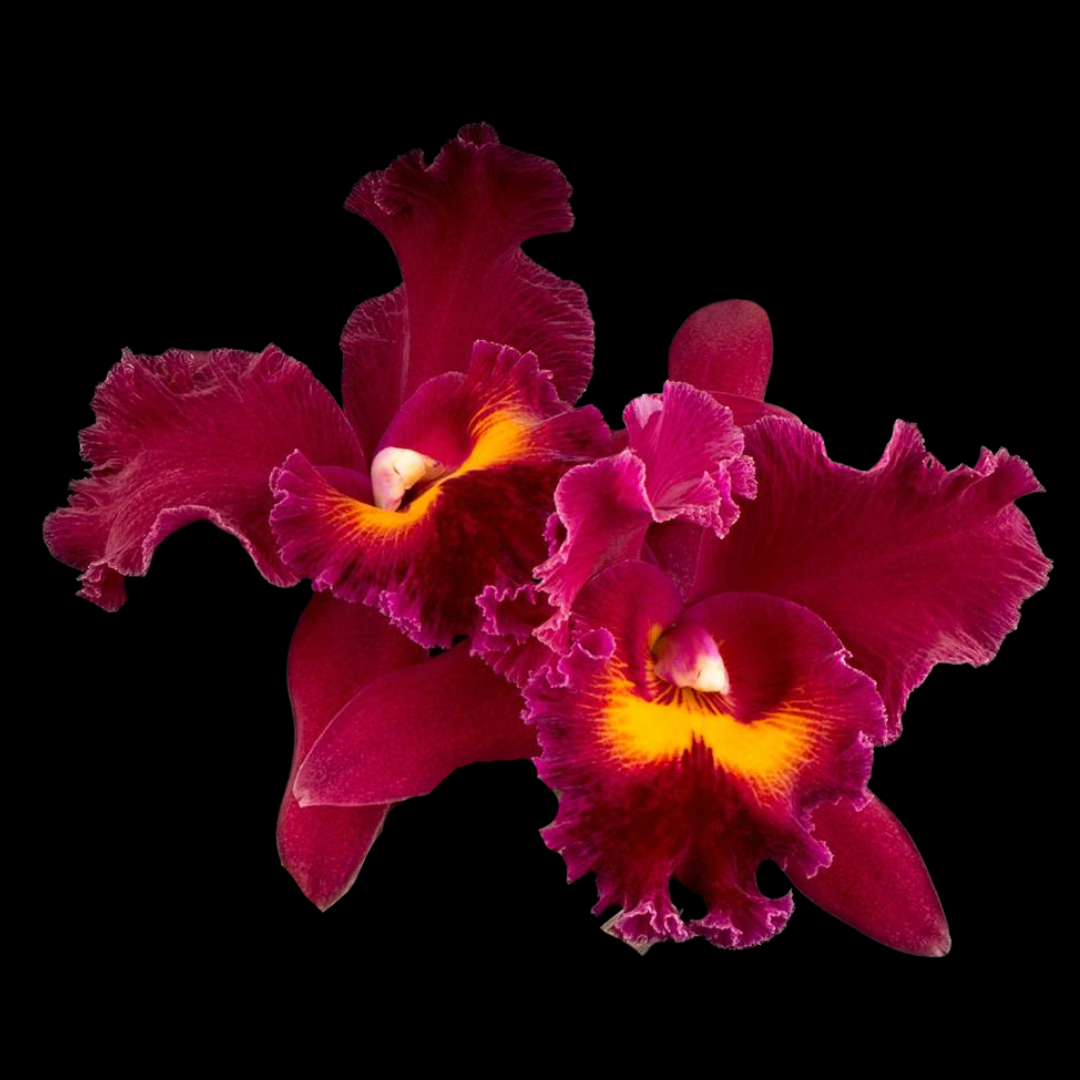 Cattleya Alliance: Blc. Sanyung Ruby 'Grand Dragon' AM/AOS