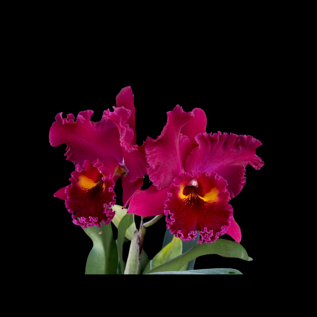 Cattleya Alliance: Blc. Sanyung Ruby 'Grand Dragon' AM/AOS