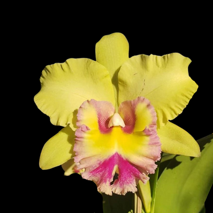 Cattleya Alliance: Rlc. Young Kong 'Sun #16'