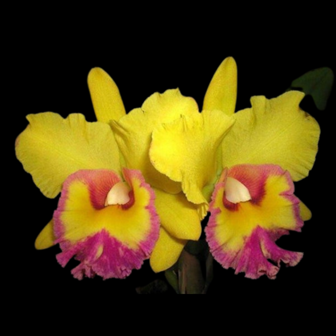 Cattleya Alliance: Rlc. Young Kong 'Sun #16'