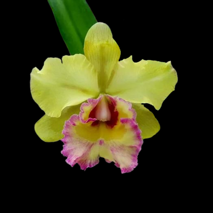 Cattleya Alliance: Rlc. Young Kong 'Sun #16'