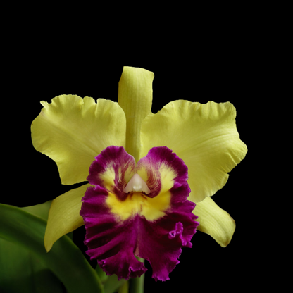 Cattleya Alliance: Rlc. Young Kong 'Sun #16'