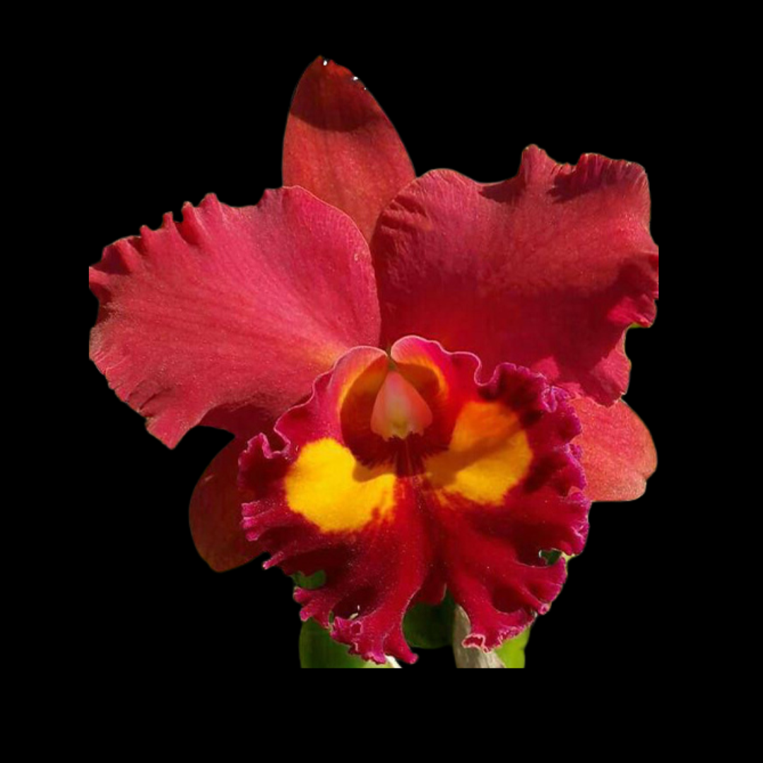 Cattleya Alliance: Rlc. Phet Paithoon 'Rambutan'