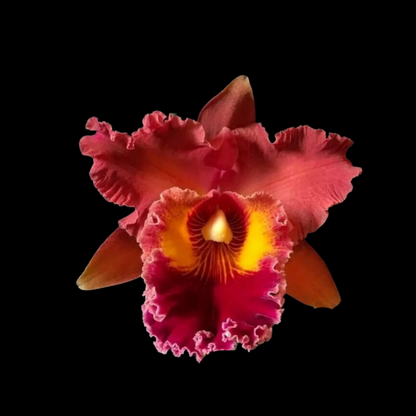 Cattleya Alliance: Rlc. Phet Paithoon 'Rambutan'