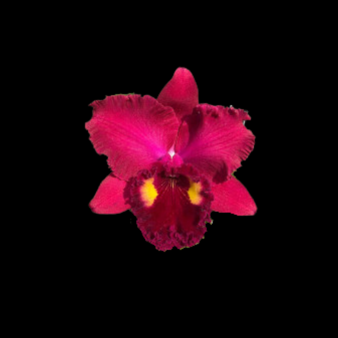 Cattleya Alliance: Rlc. Phet Paithoon 'Rambutan'