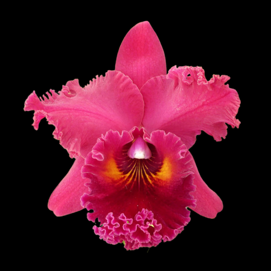 Cattleya Alliance: Rlc. Kat Red Giant