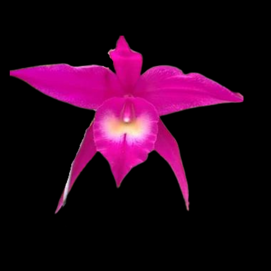 Brassavola cucullata x Rlc. Bryce Canyon