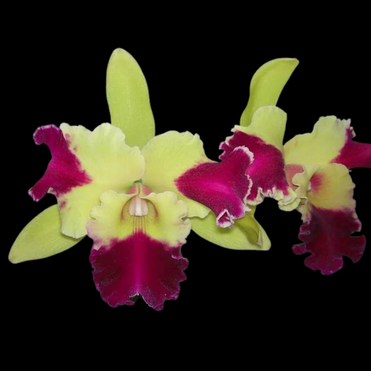 Cattleya Alliance: Rlc. Kat Red Panda 'Dragon Cat'