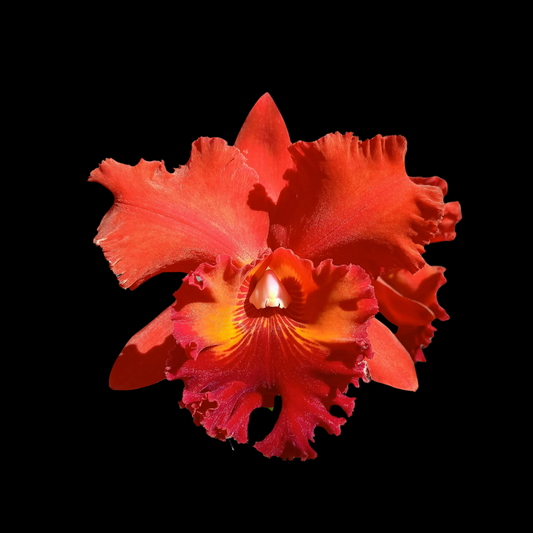 Cattleya Alliance: Rlc. Nakornchaisri Red 'Red Papaya'