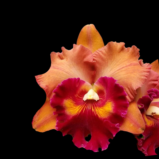 Cattleya Alliance: Rlc. Focus Taiwan