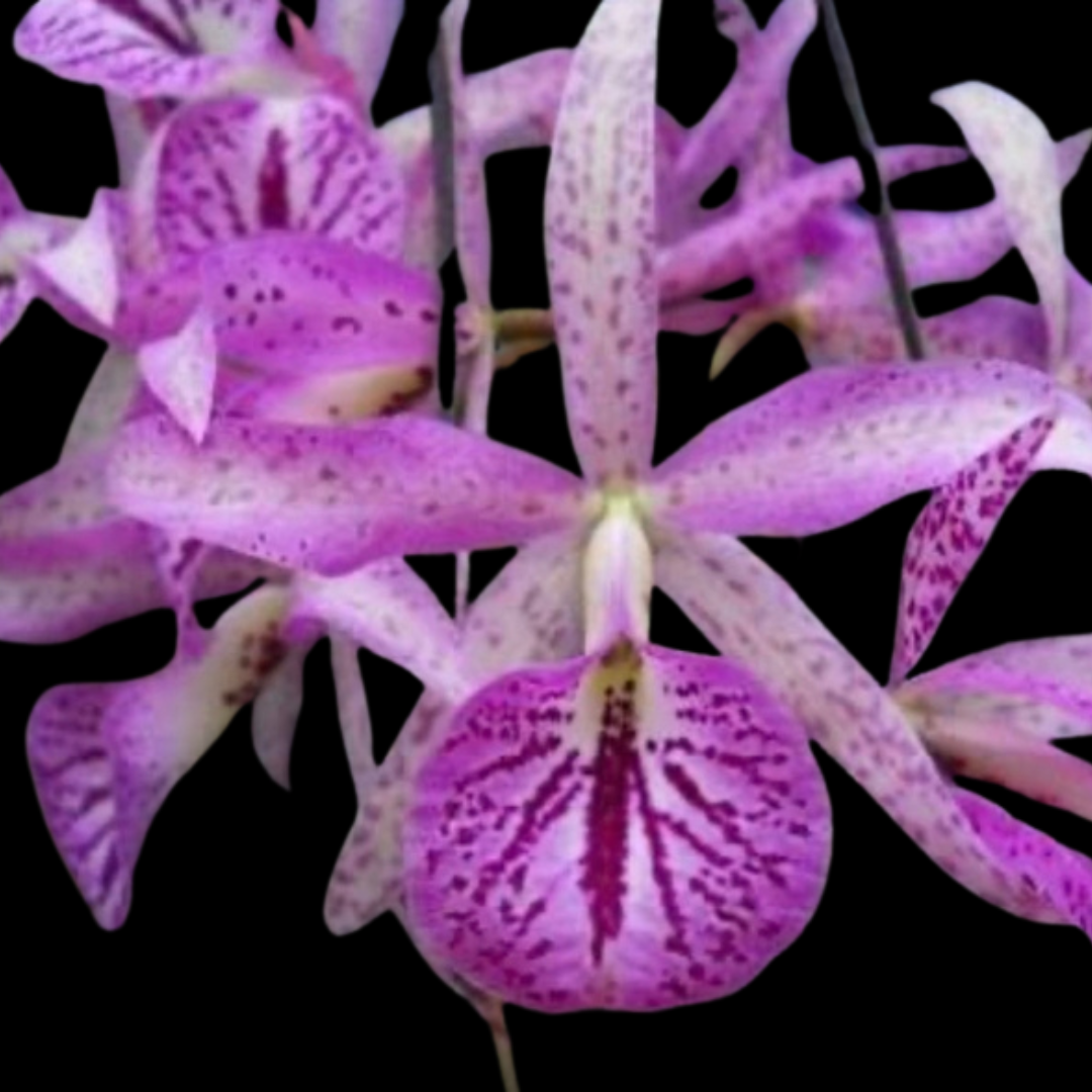 Brassavola nodosa x Cattleya bowringiana