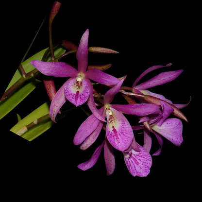 Brassavola nodosa x Cattleya bowringiana