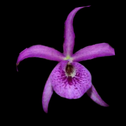 Brassavola nodosa x Cattleya bowringiana