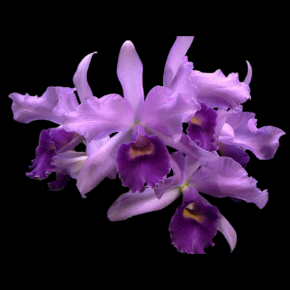 Cattleya Alliance: Cattlianthe Poor Paul 'Blue Heaven'