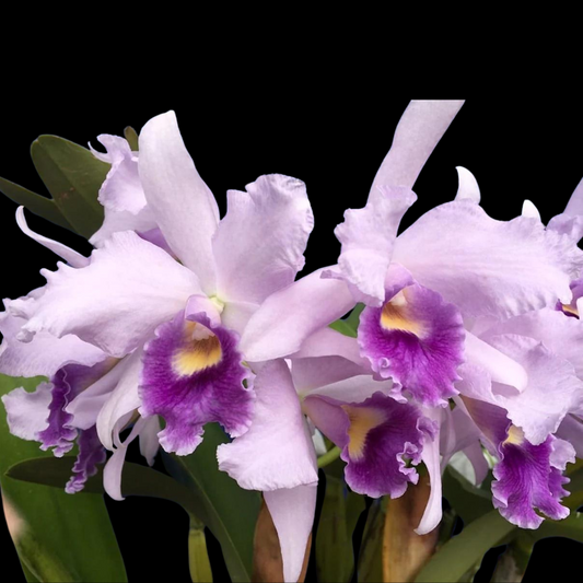 Cattleya Alliance: Cattlianthe Poor Paul 'Blue Heaven'