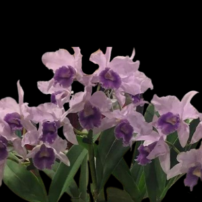 Cattleya Alliance: Cattlianthe Poor Paul 'Blue Heaven'