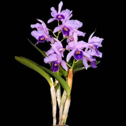 Cattleya Alliance: Cattlianthe Poor Paul 'Blue Heaven'