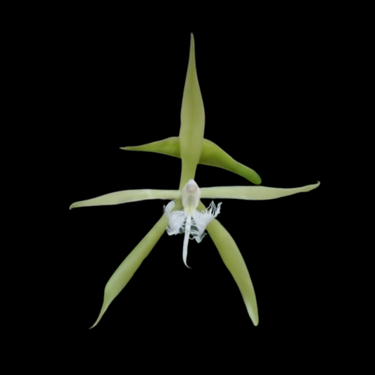 Epidendrum ciliare