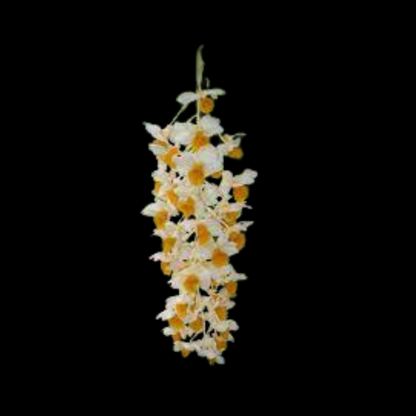 Dendrobium thyrsiflorum