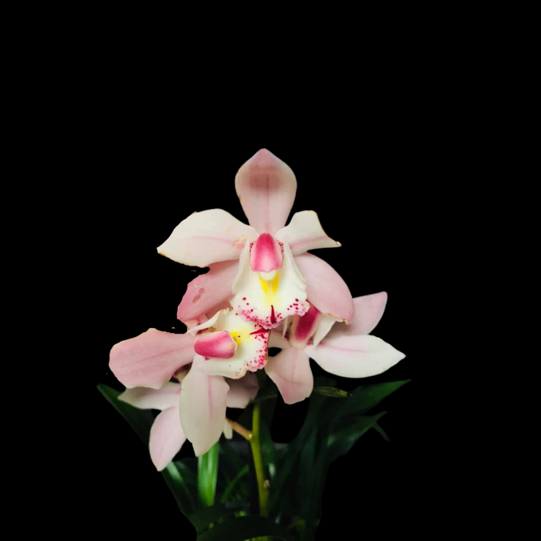 Cymbidium Romantic Sakura