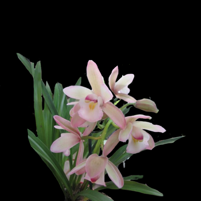 Cymbidium Romantic Sakura