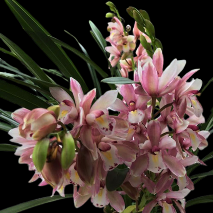 Cymbidium Romantic Sakura