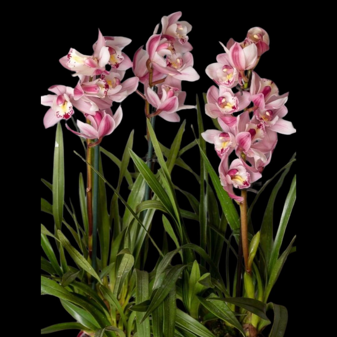 Cymbidium Romantic Sakura