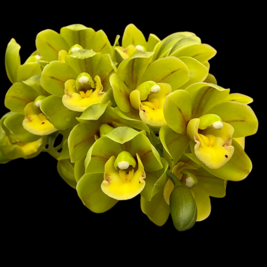 Cymbidium Eastern Wind 'Emerald'