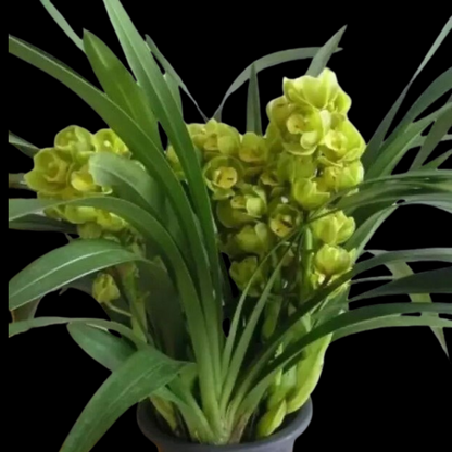 Cymbidium Eastern Wind 'Emerald'