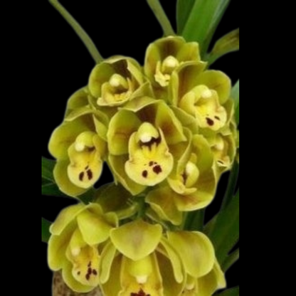 Cymbidium Eastern Wind 'Emerald'