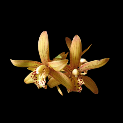 Cymbidium Chen's Ruby