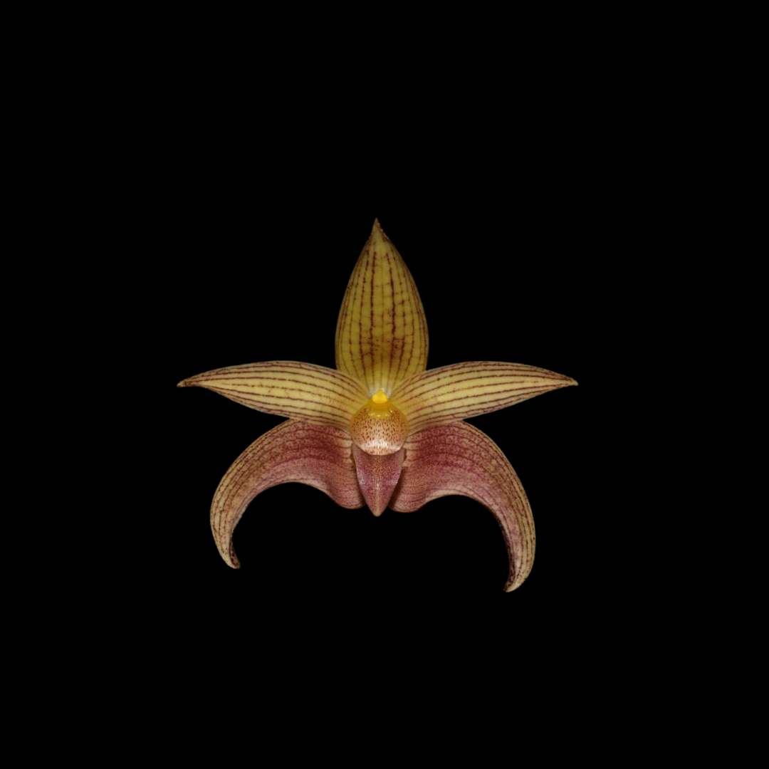 Bulbophyllum Jan Ragan