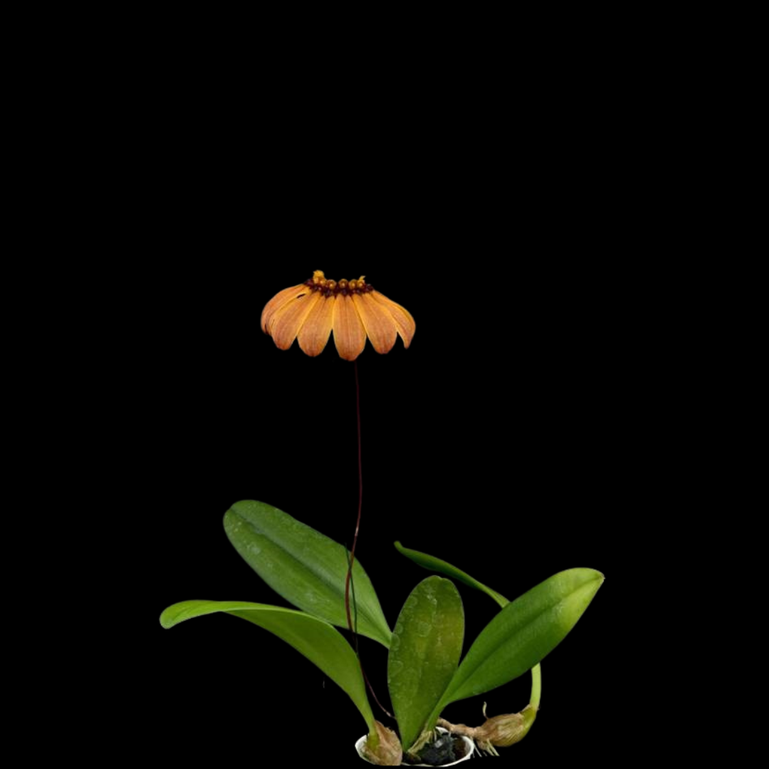 Bulbophyllum mastersianum