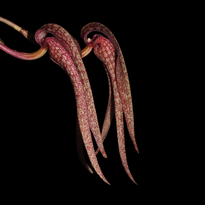 Bulbophyllum longisepalum