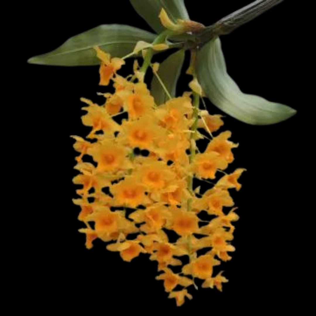 Dendrobium densiflorum