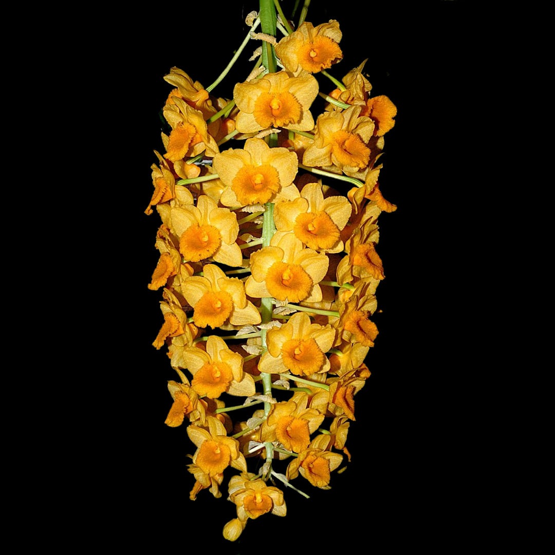 Dendrobium densiflorum