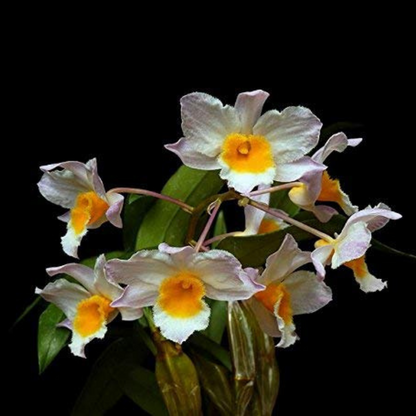 Dendrobium farmeri