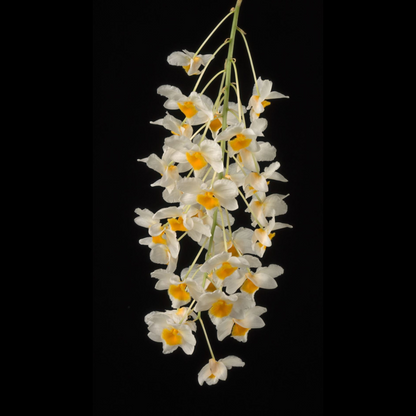 Dendrobium farmeri