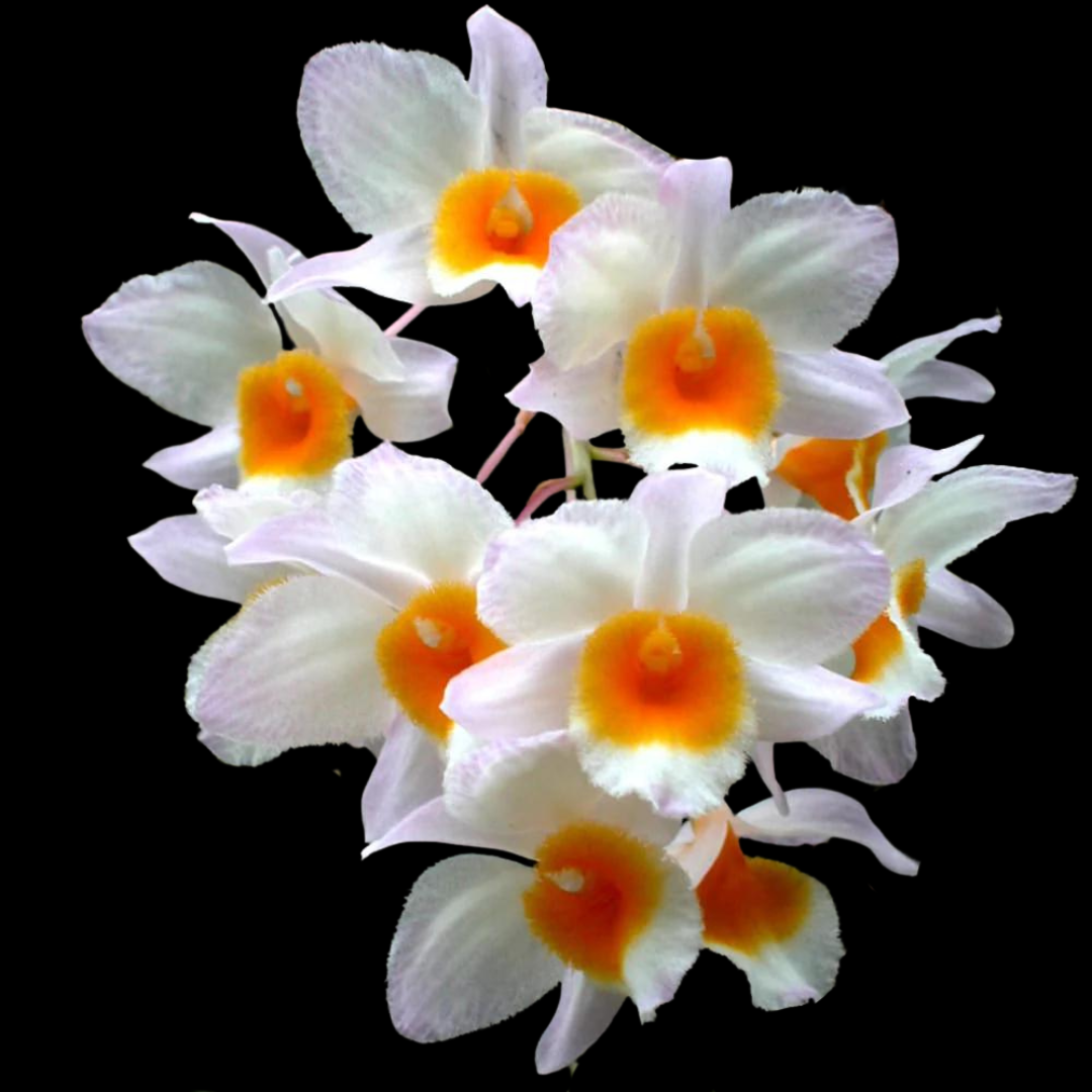 Dendrobium farmeri