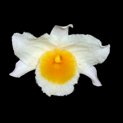 Dendrobium farmeri