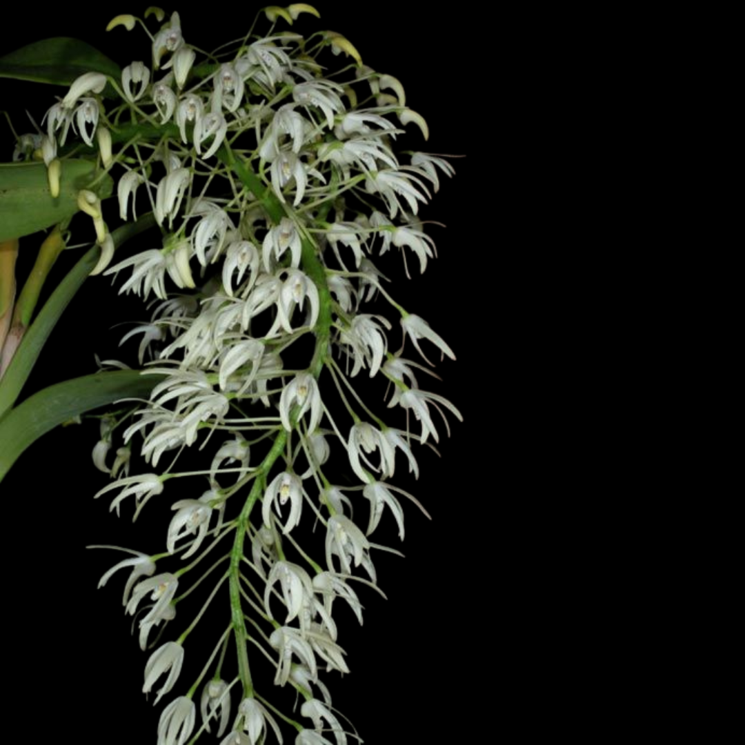 Dendrobium speciosum