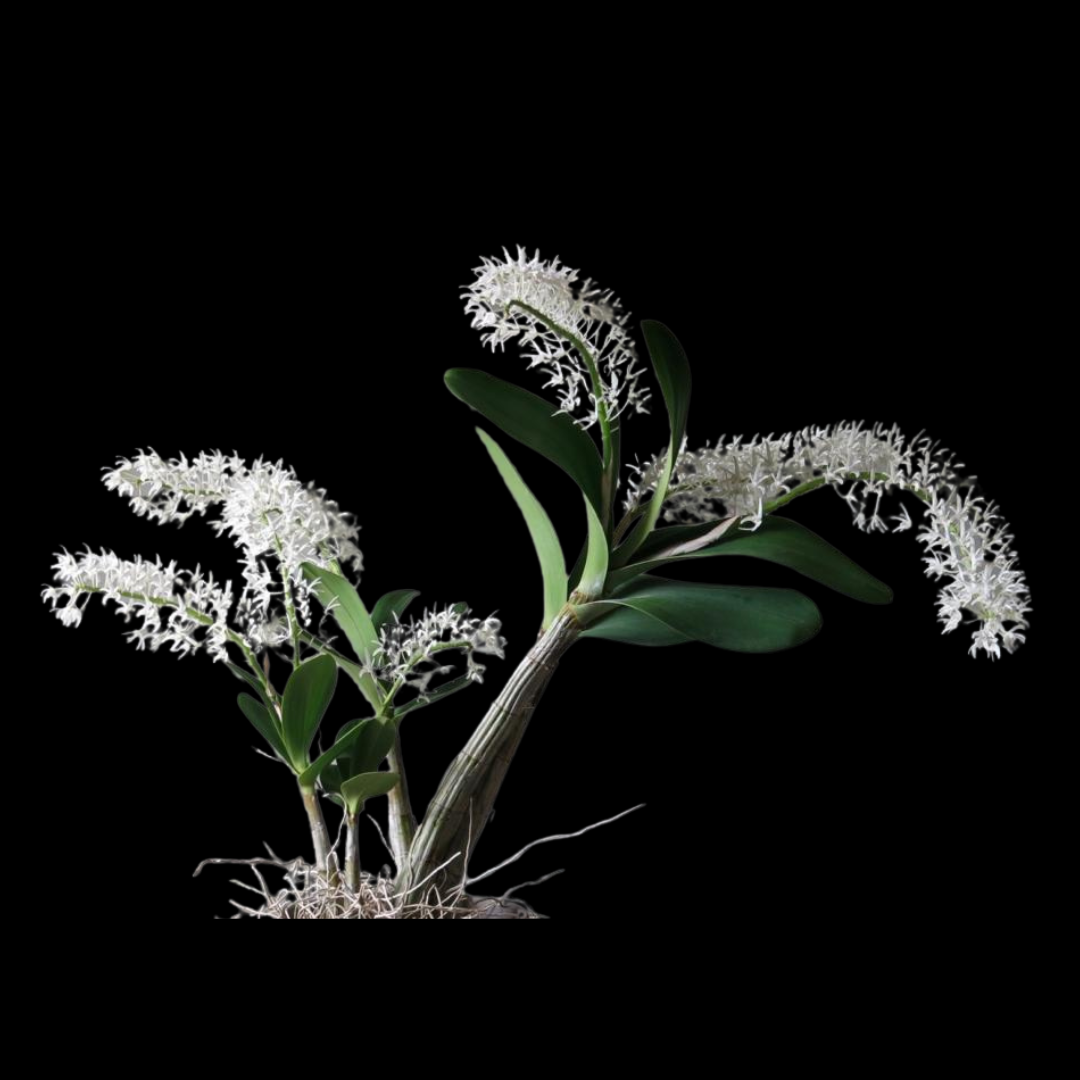 Dendrobium speciosum