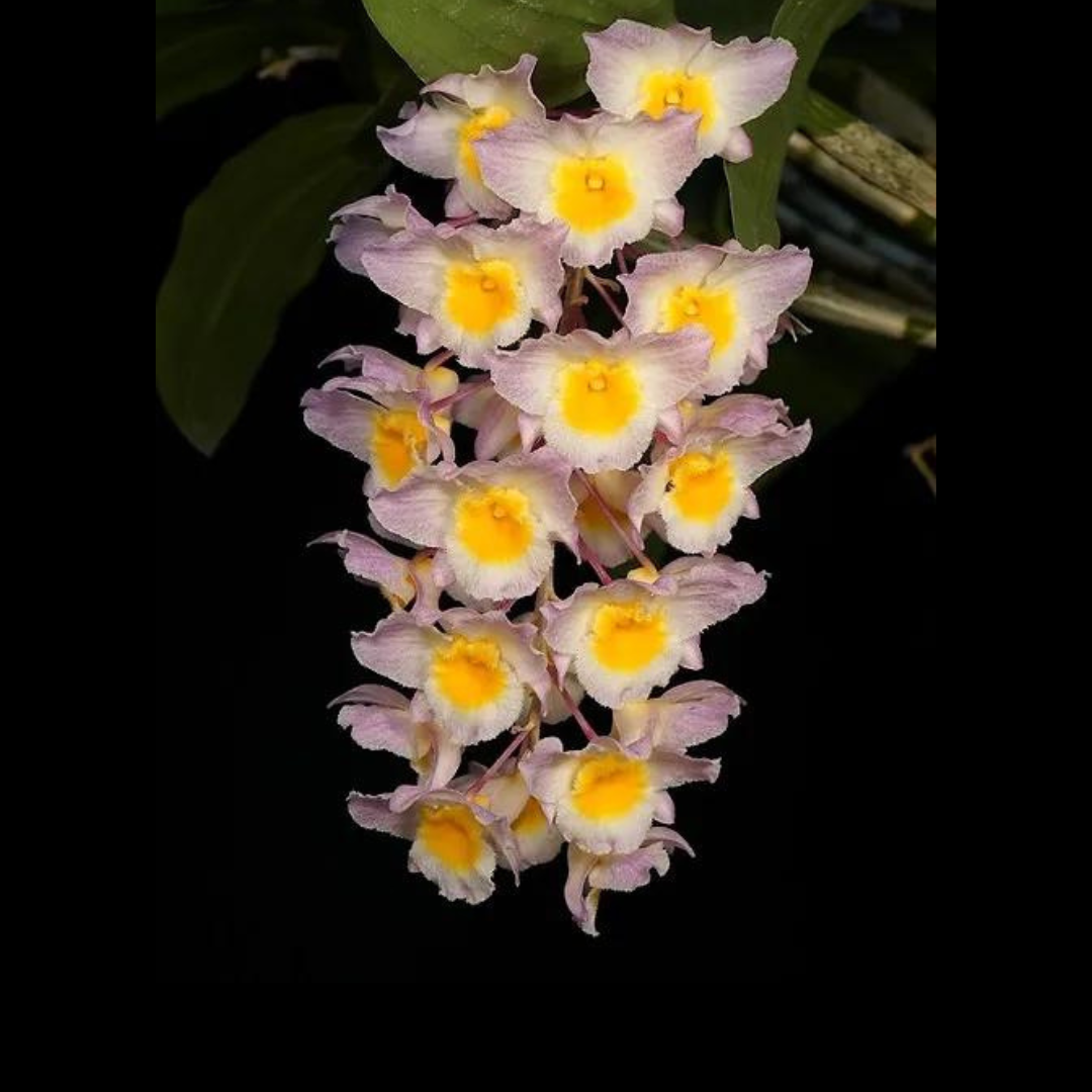 Dendrobium amabile