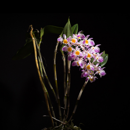 Dendrobium amabile