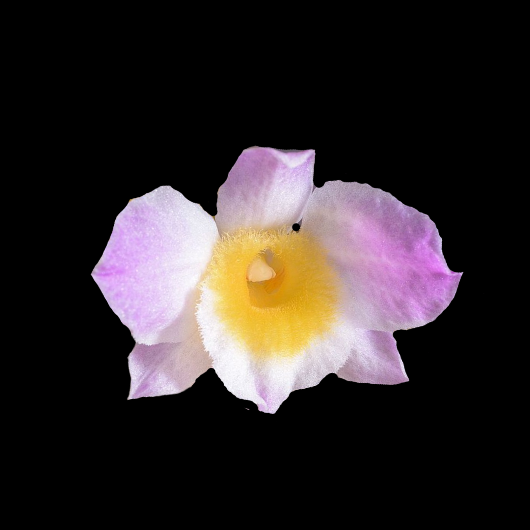 Dendrobium amabile