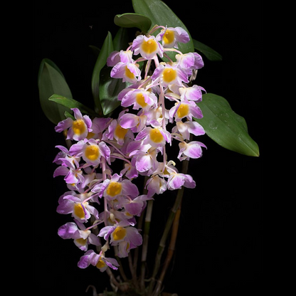 Dendrobium amabile